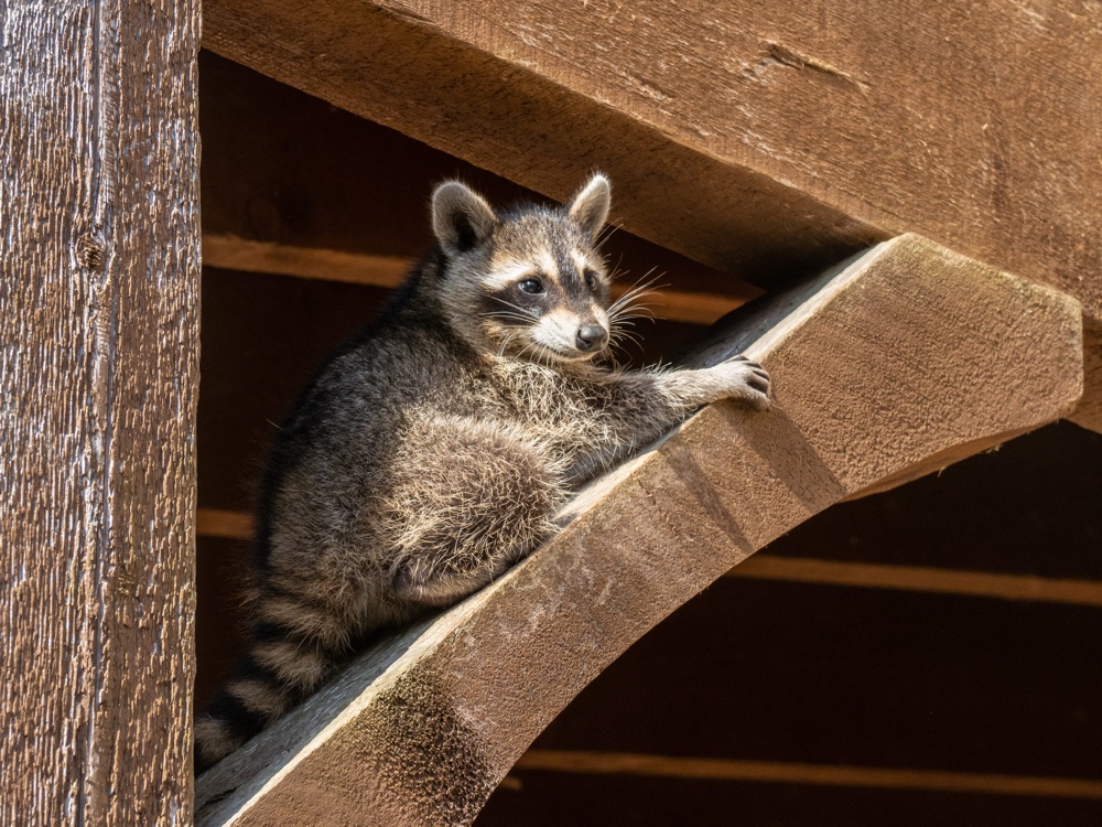 Raccoon Baby Season in Hamilton - Animalcontrolhamilton.ca