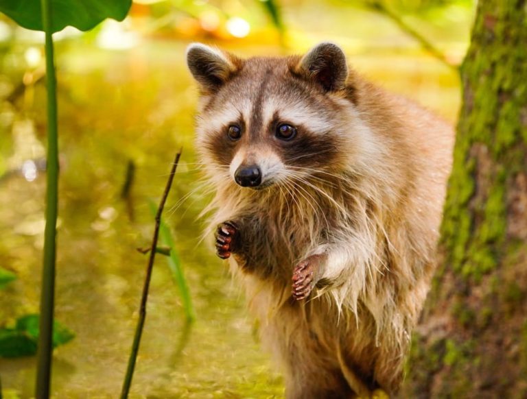 How can you spot a pregnant raccoon? - Animalcontrolhamilton.ca